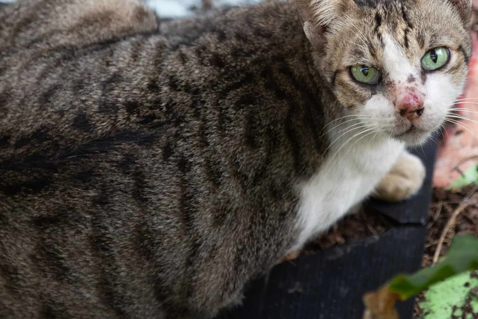 tabby domestic cat with scabs on nose