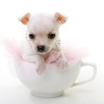 teacup chihuahua