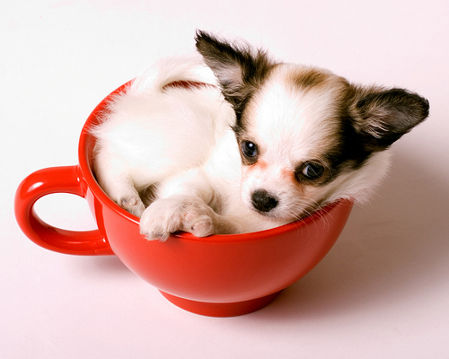 teacup chihuahua