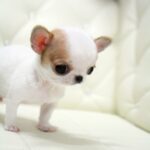 teacup chihuahua