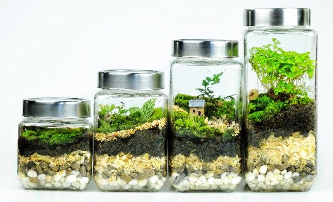 creative terrarium ideas