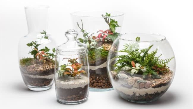 terrarium soil layers