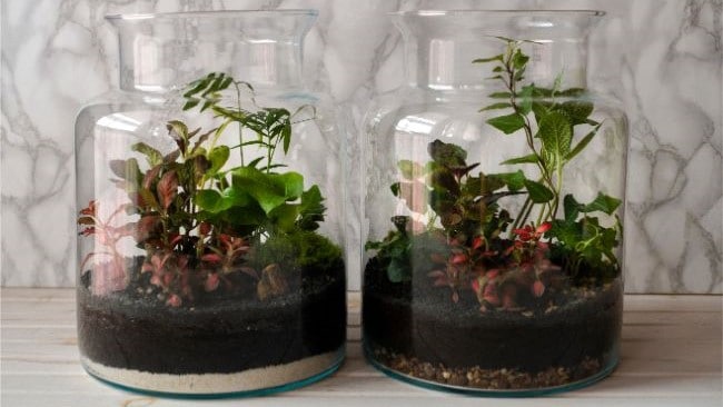 terrarium soil layers