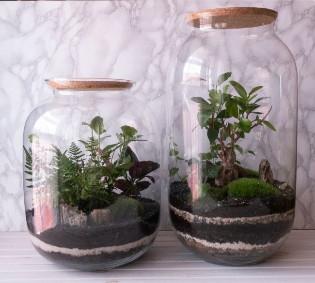 decorative terrarium soil layers