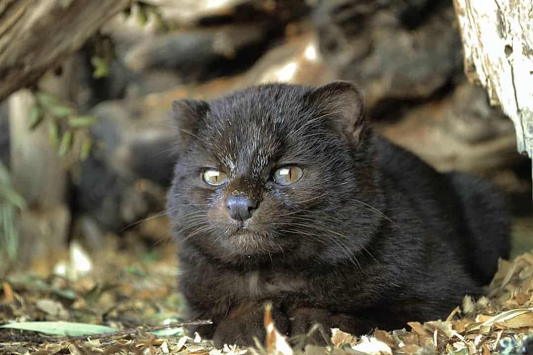 the beautiful Kodkod cat sits and rests