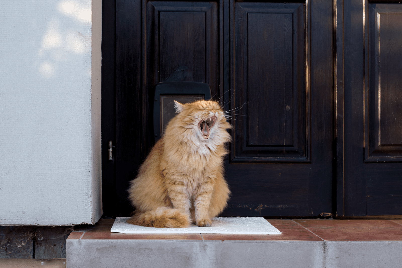 the beautiful yellow cat is convulsing and not vomiting