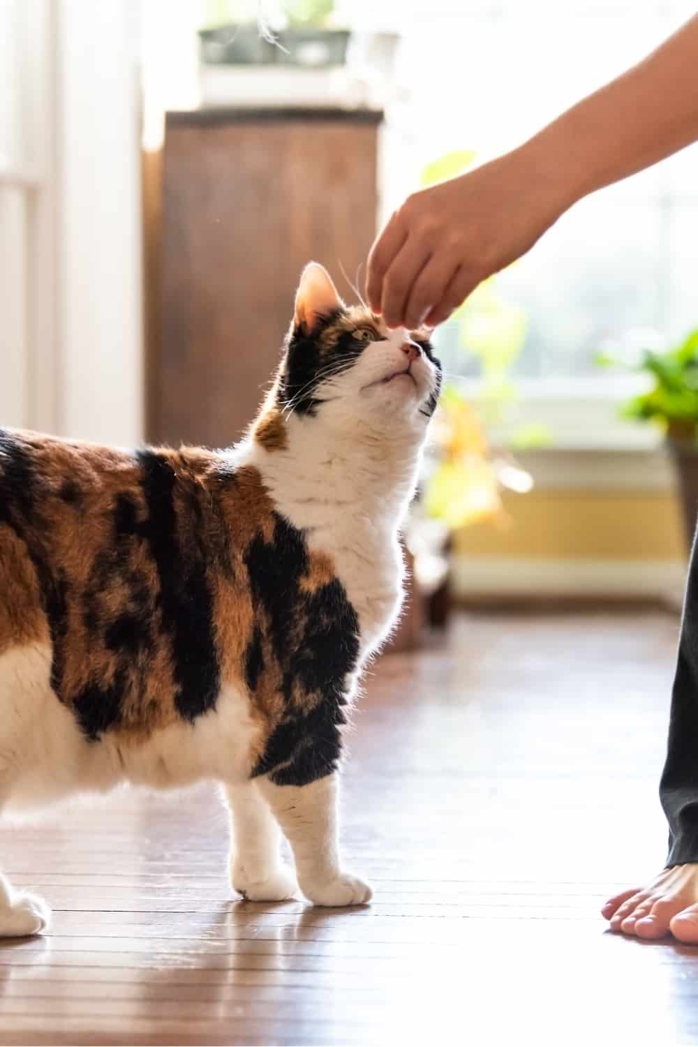 the cat approaches the woman who gives her a treat