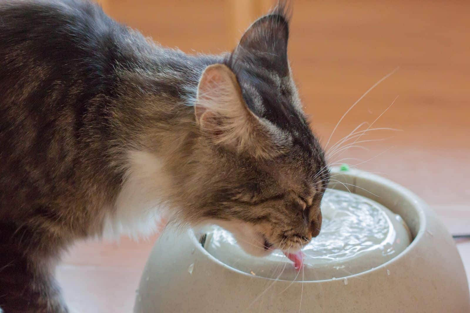 the cat drinks fresh water