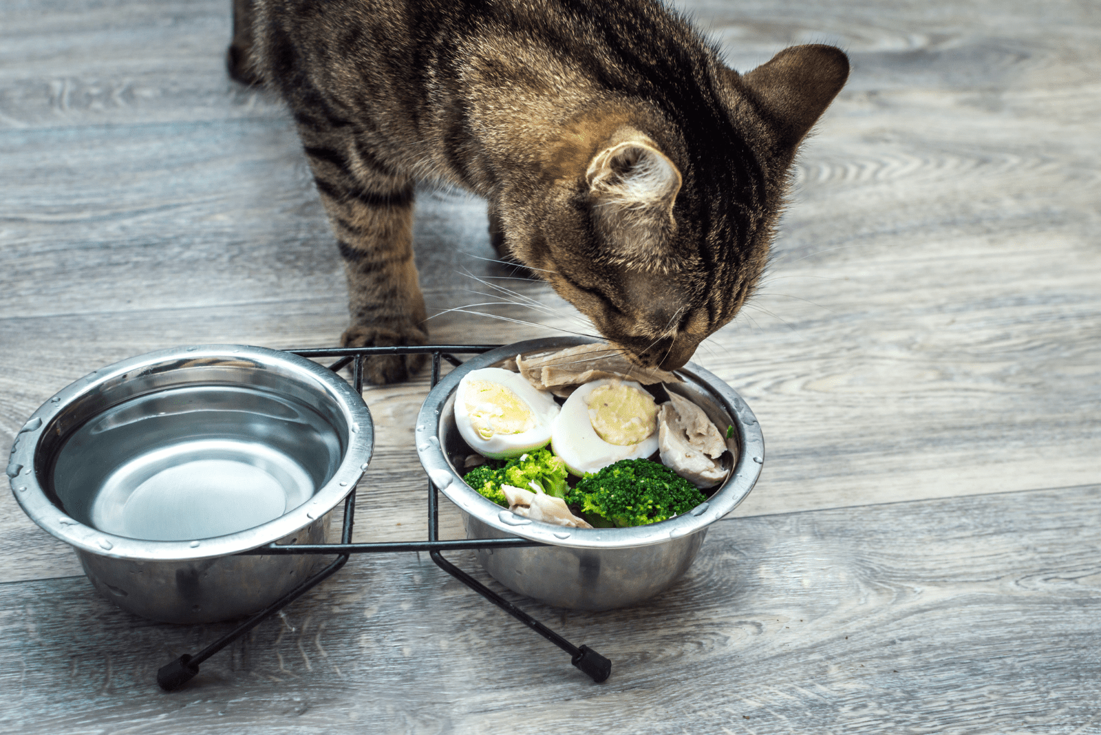 the cat eats food from the bowl