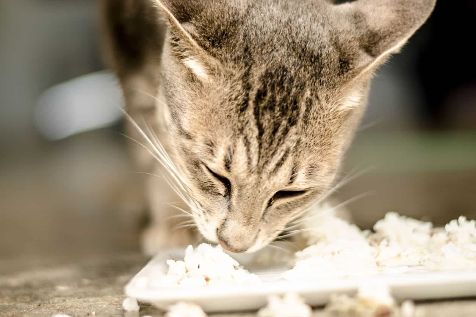 the cat eats rice and chicken from the plate