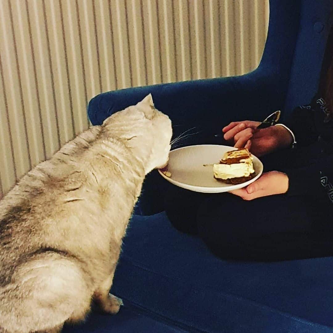 the cat eats the cheesecake from the plate