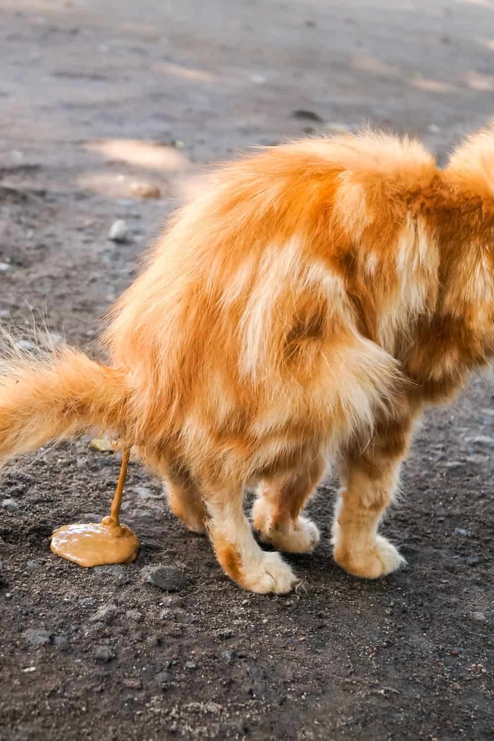 the cat has orange poop