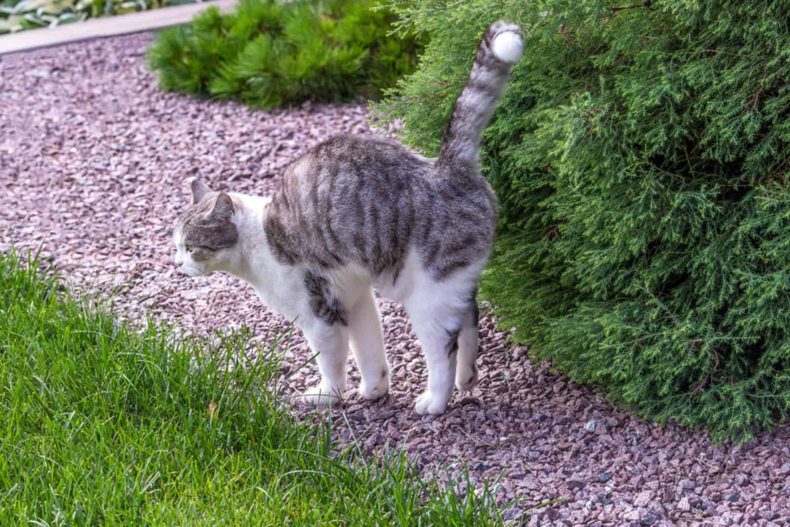 the cat in the garden stands with its tail and body raised