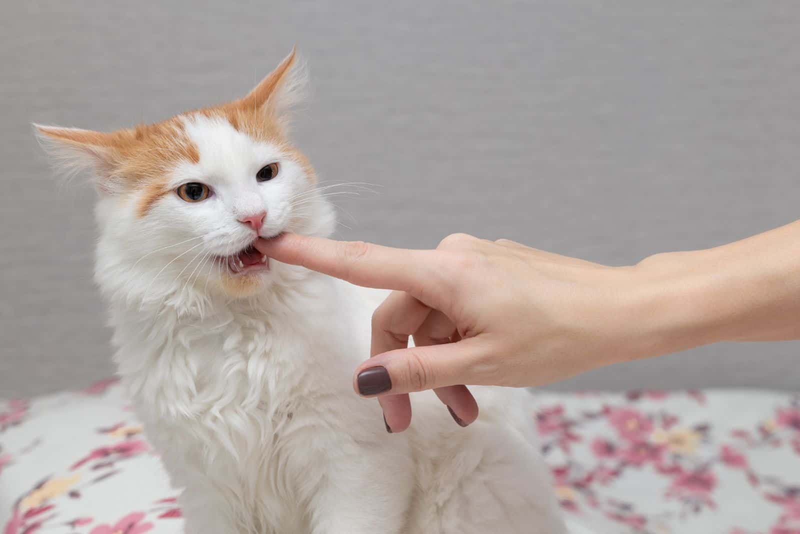 the cat is biting the woman's finger