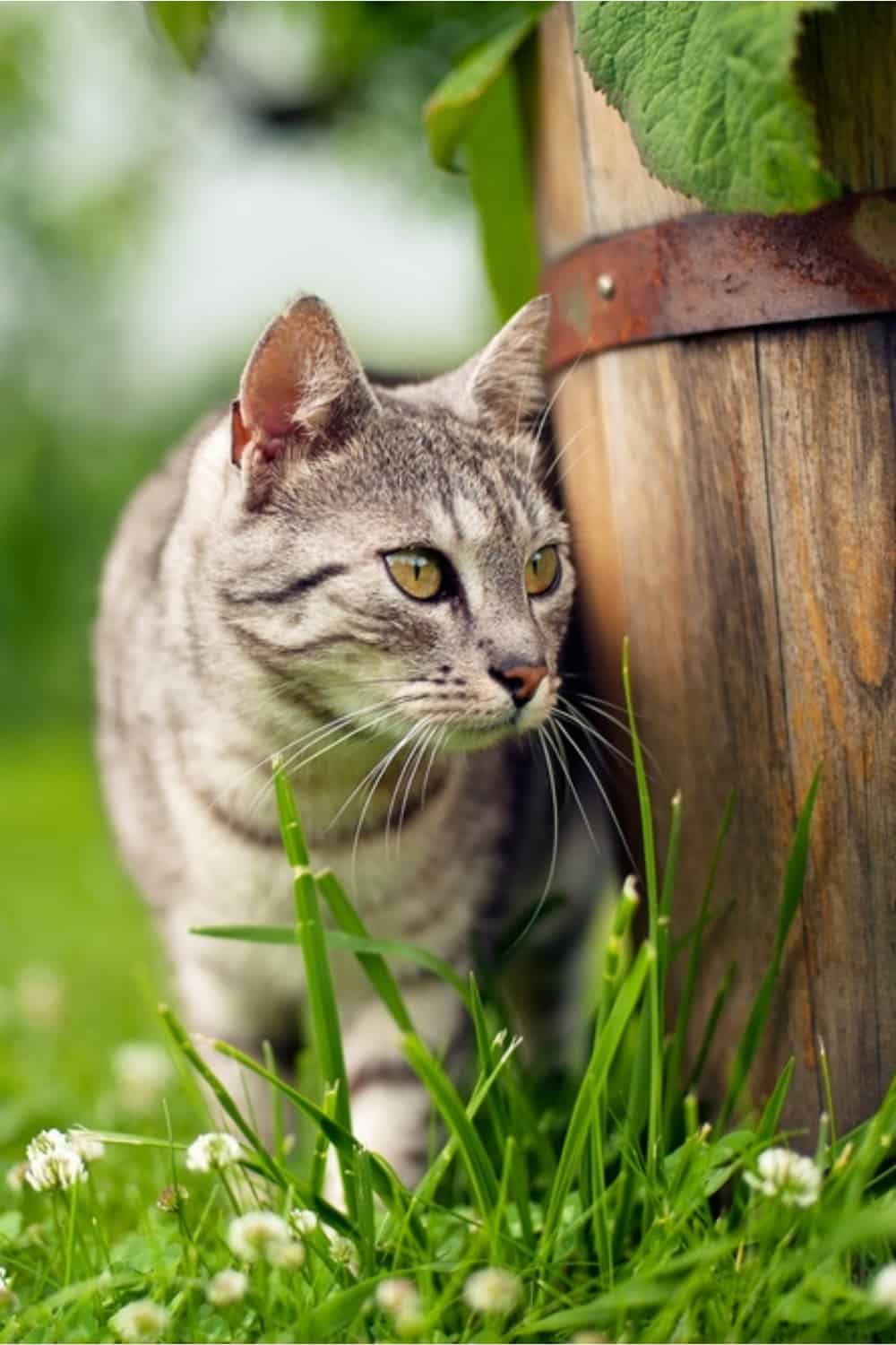 the cat is hiding behind a wooden barrel