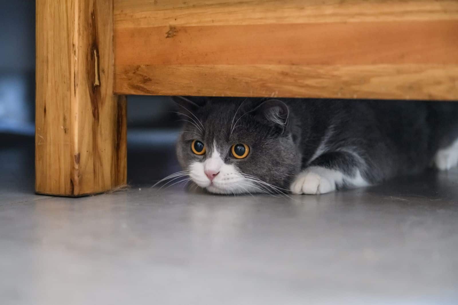 the cat is hiding under the bed