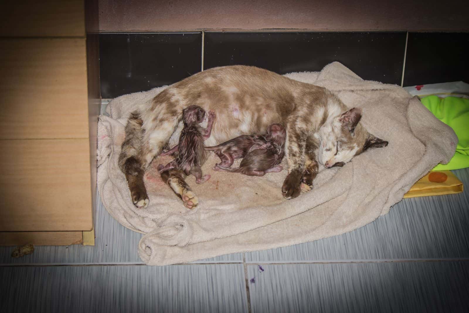 the cat is lying on a blanket with kittens