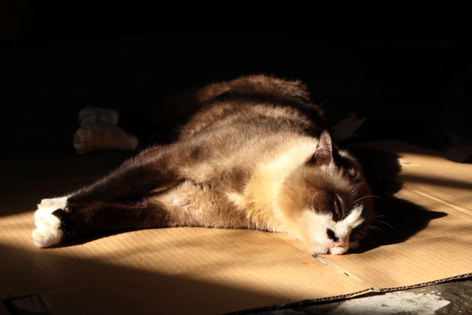 the cat is lying on the cardboard