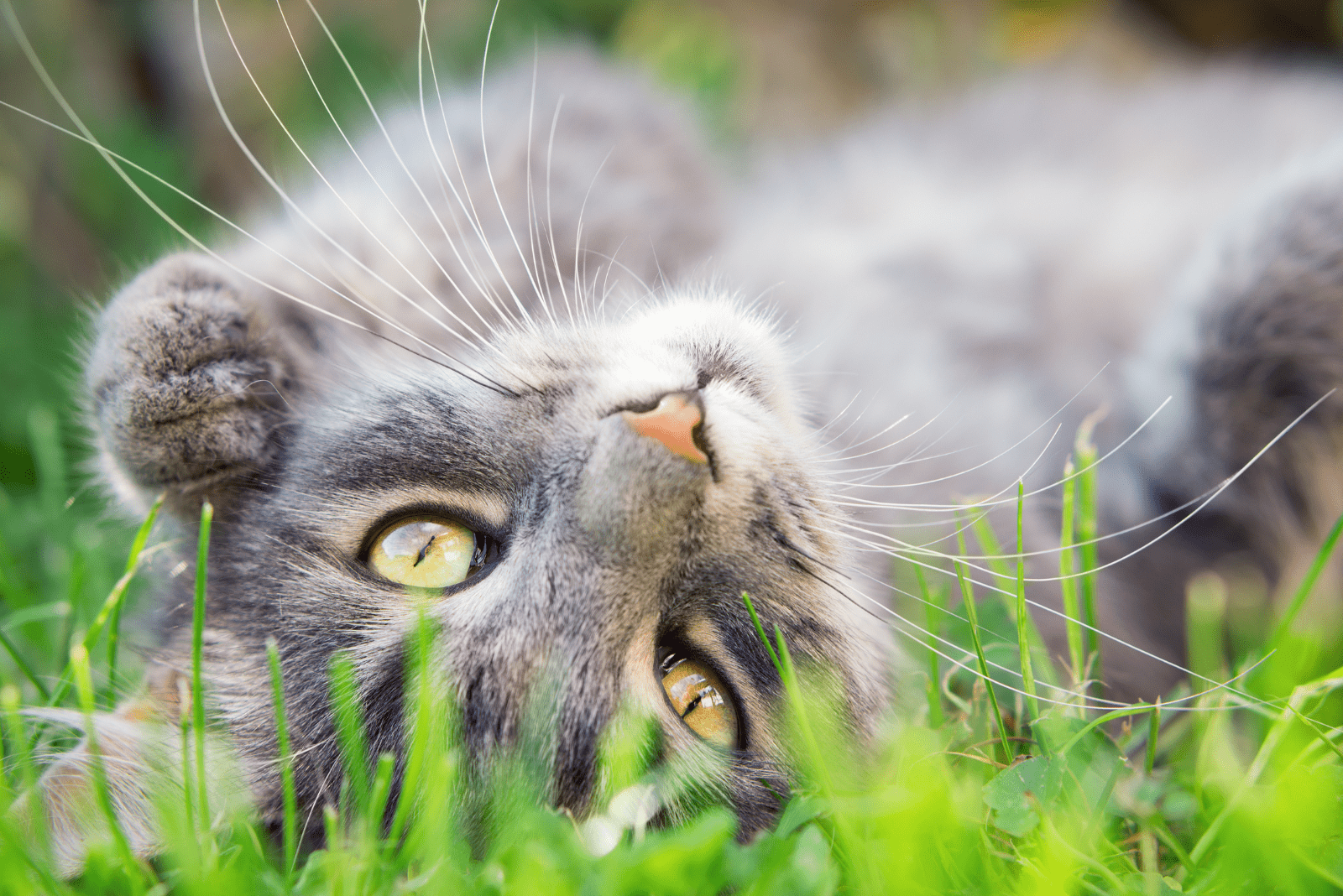 the cat is lying on the grass and playing