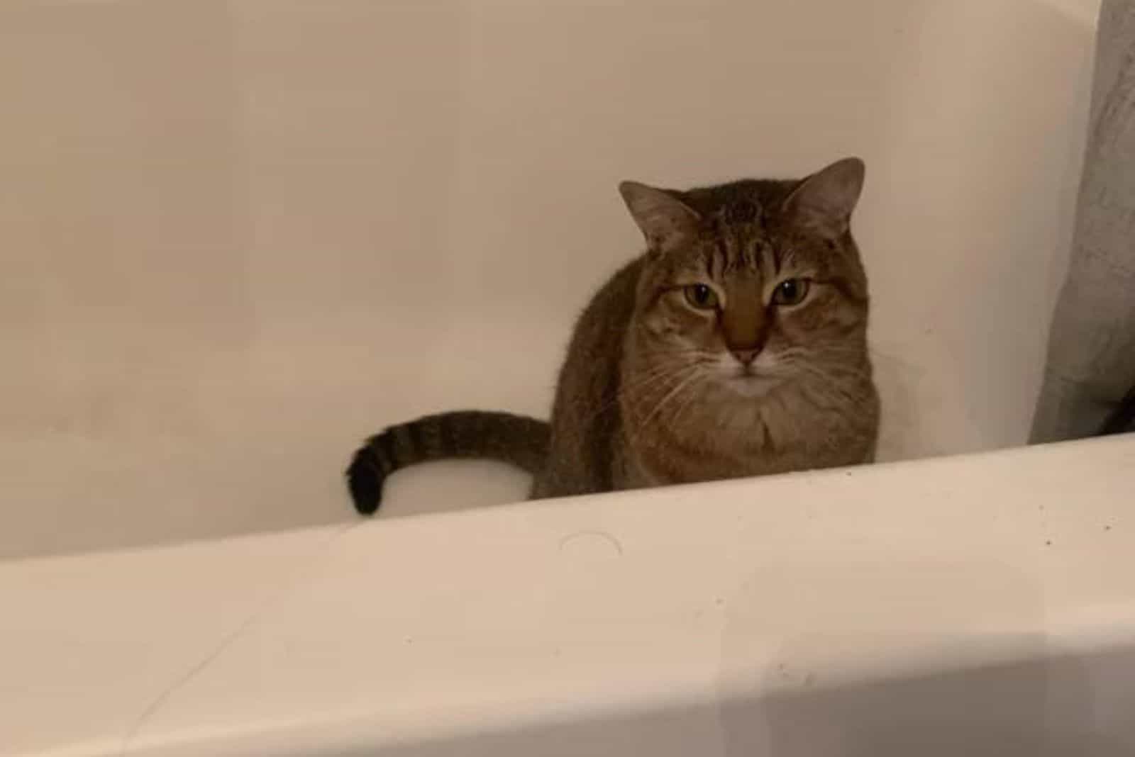 the cat is sitting in the bathtub