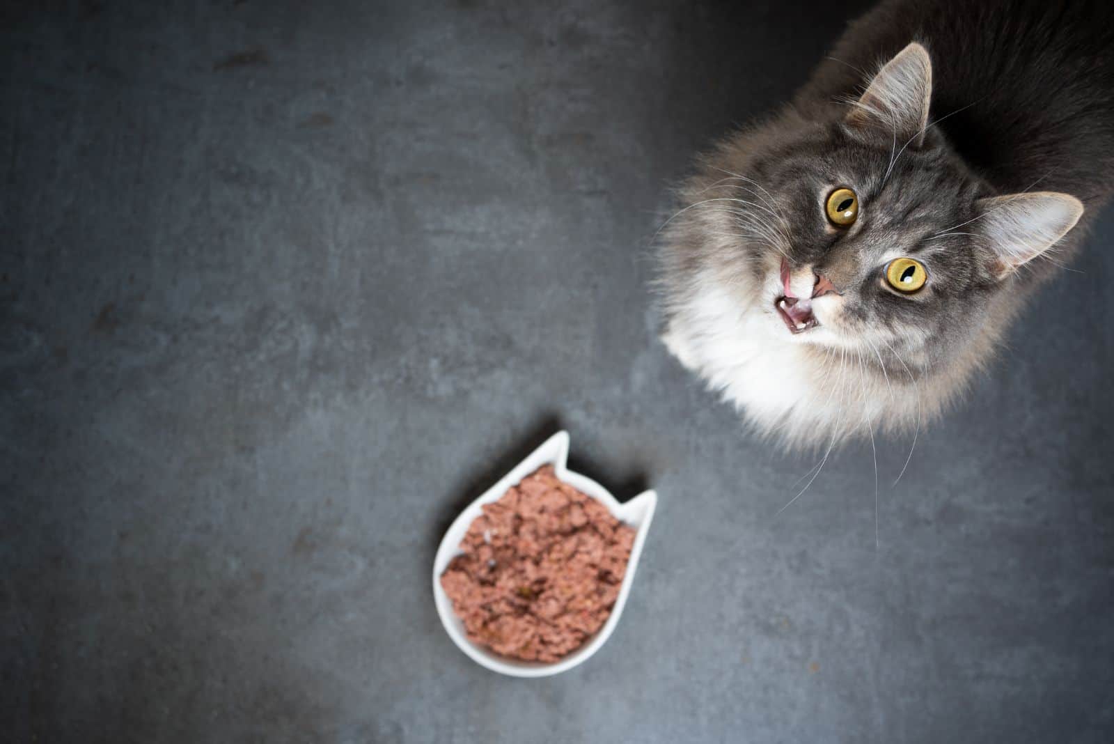 the cat is sitting next to the food, confused