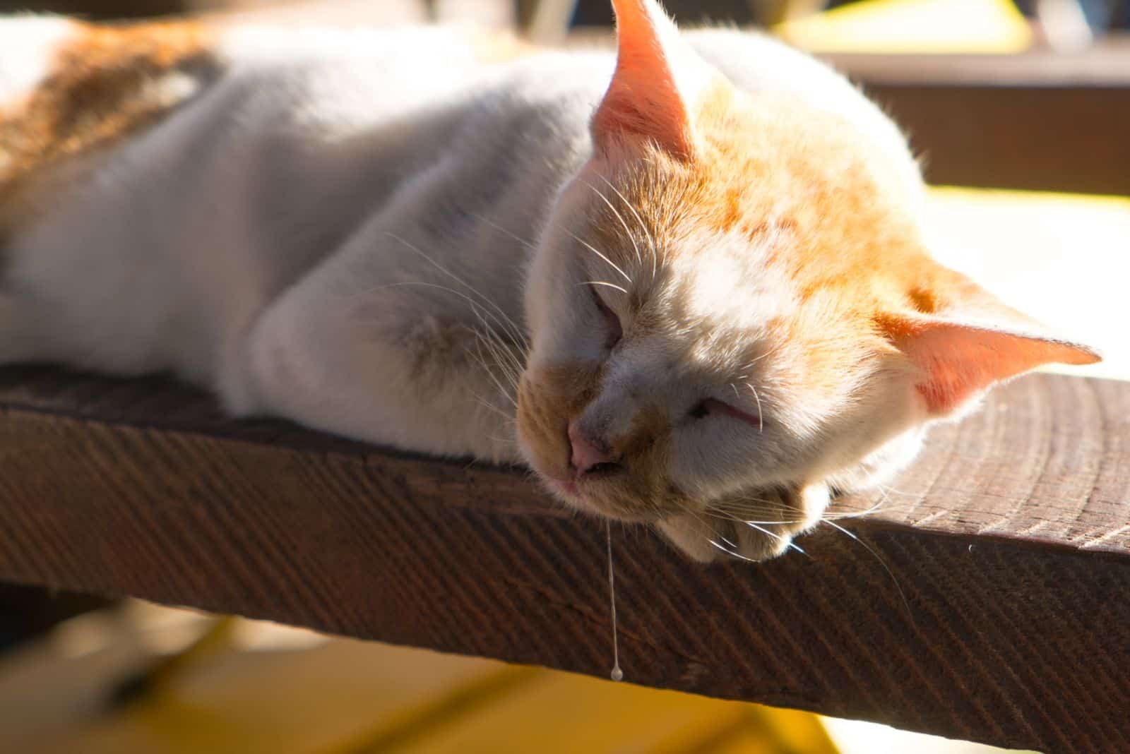 the cat lies on a wooden base and drools