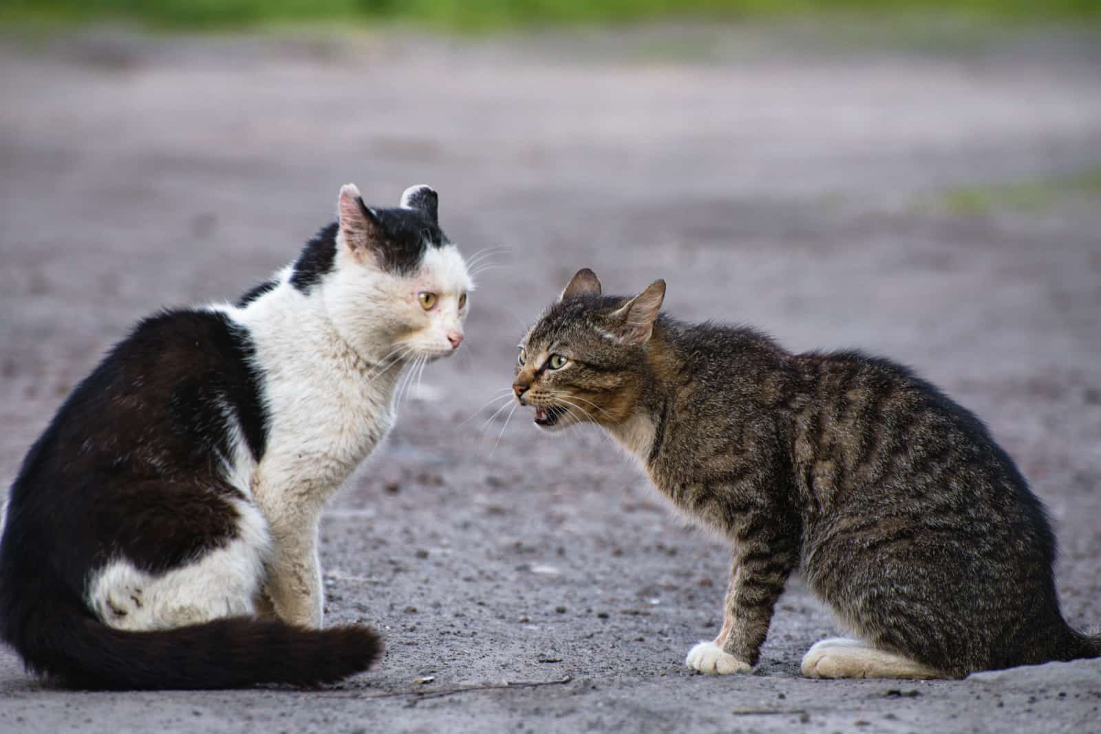 the cat meows on another cat preparing to fight