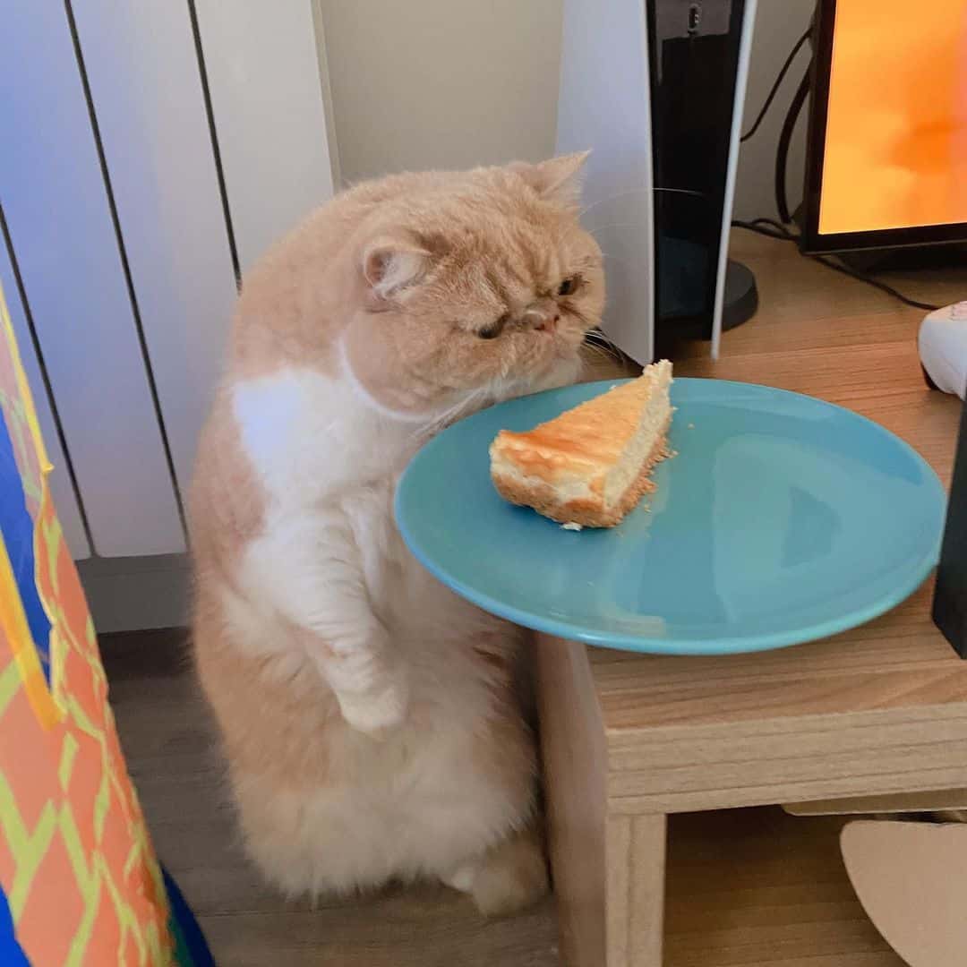 the cat raised on its hind paws on the table and sniffs the cake