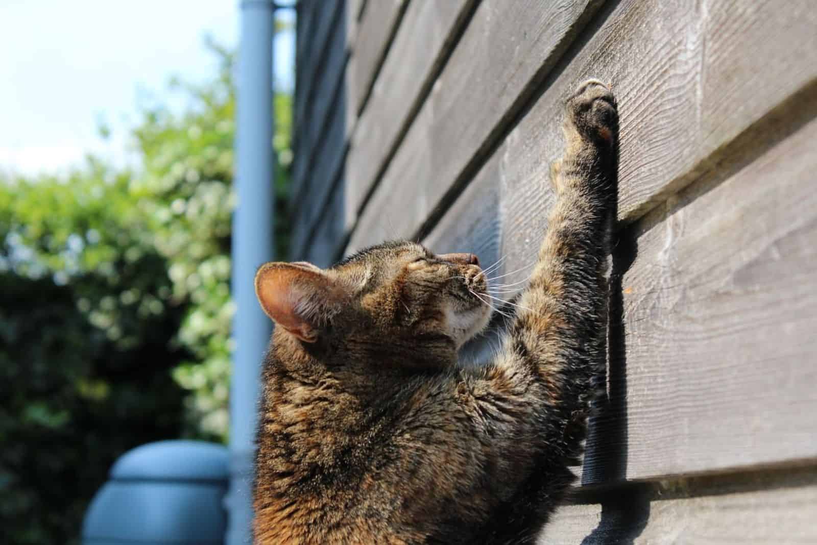 5 Reasons Why Does My Cat Scratch The Wall With Solutions