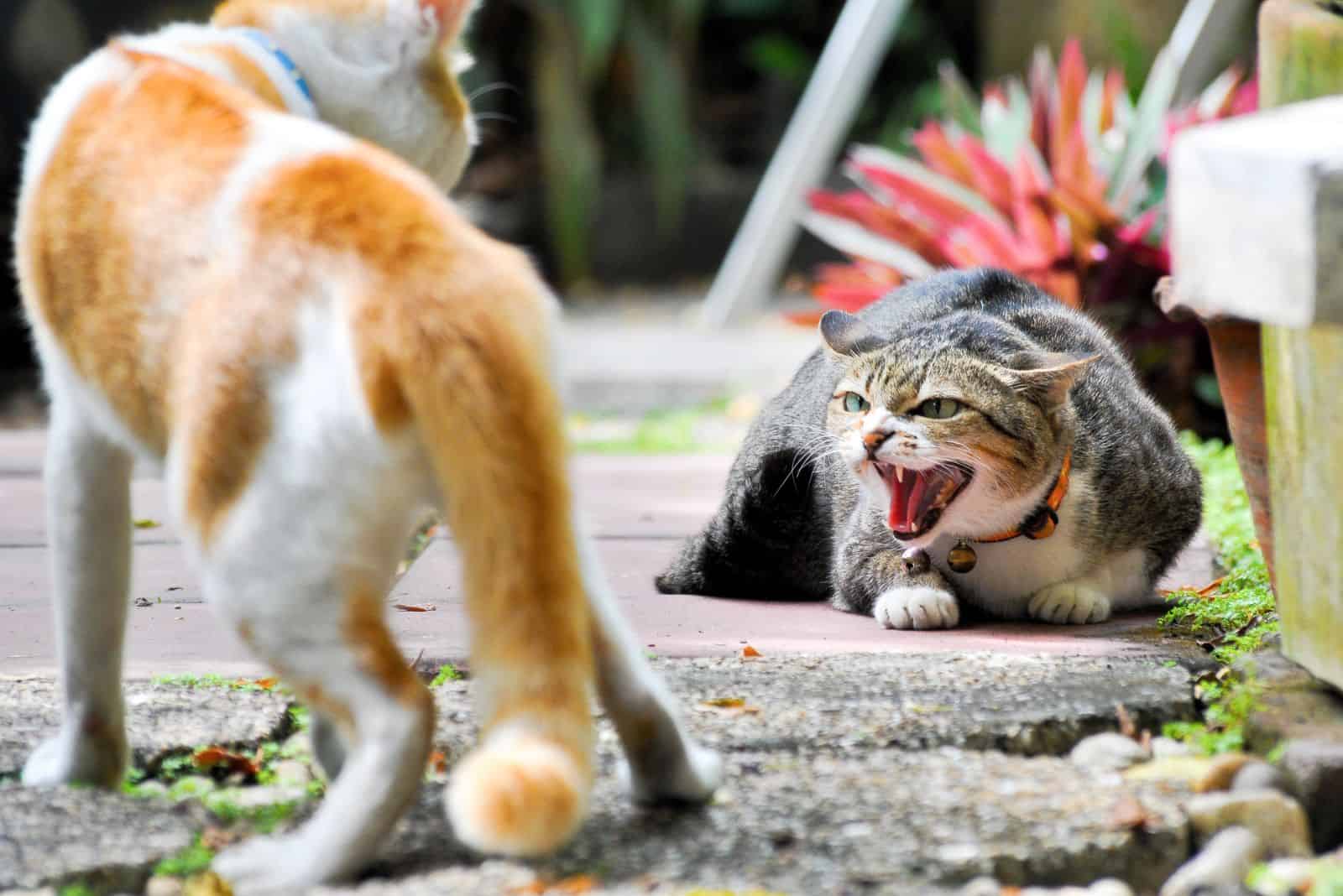 the cat shows aggressive behavior towards another cat