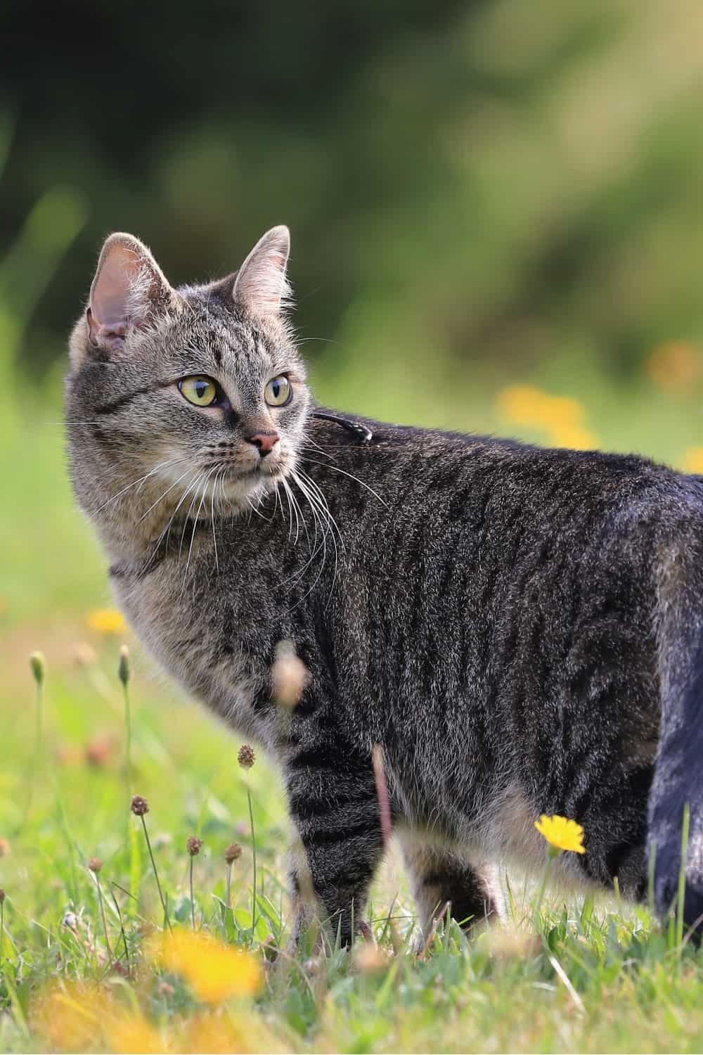 the cat sits on the lawn and turns to look behind it