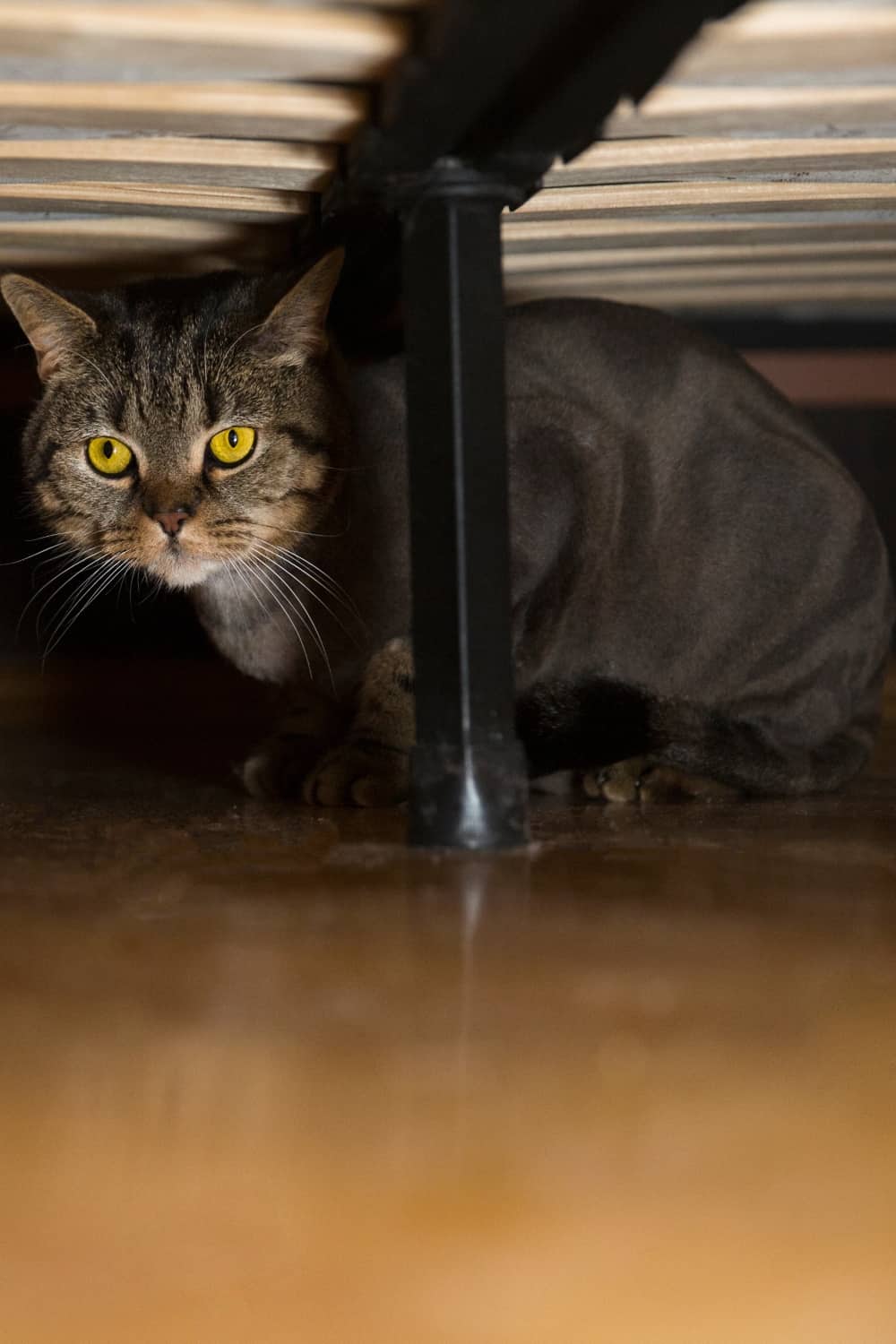 the cat sits under the bed and hides