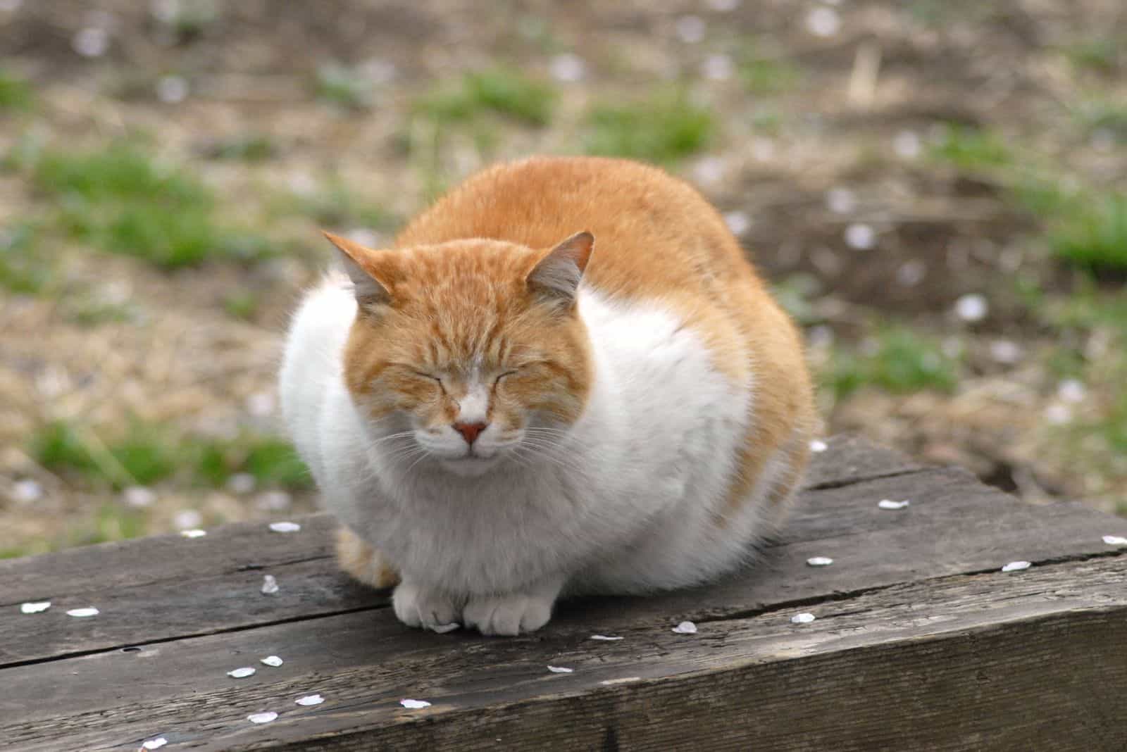 the cat sleeps on a wooden board