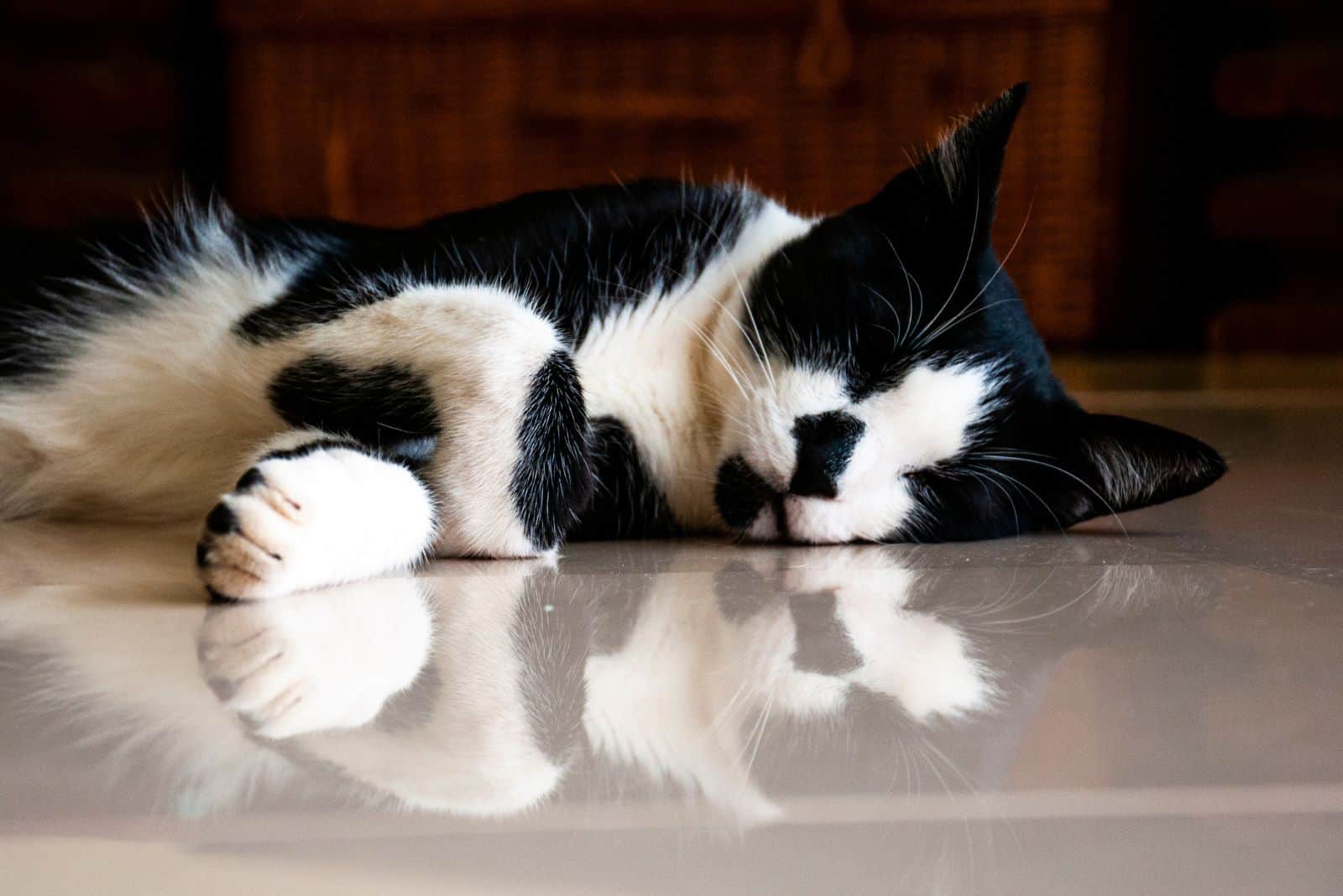 the cat sleeps on its side on the tiles