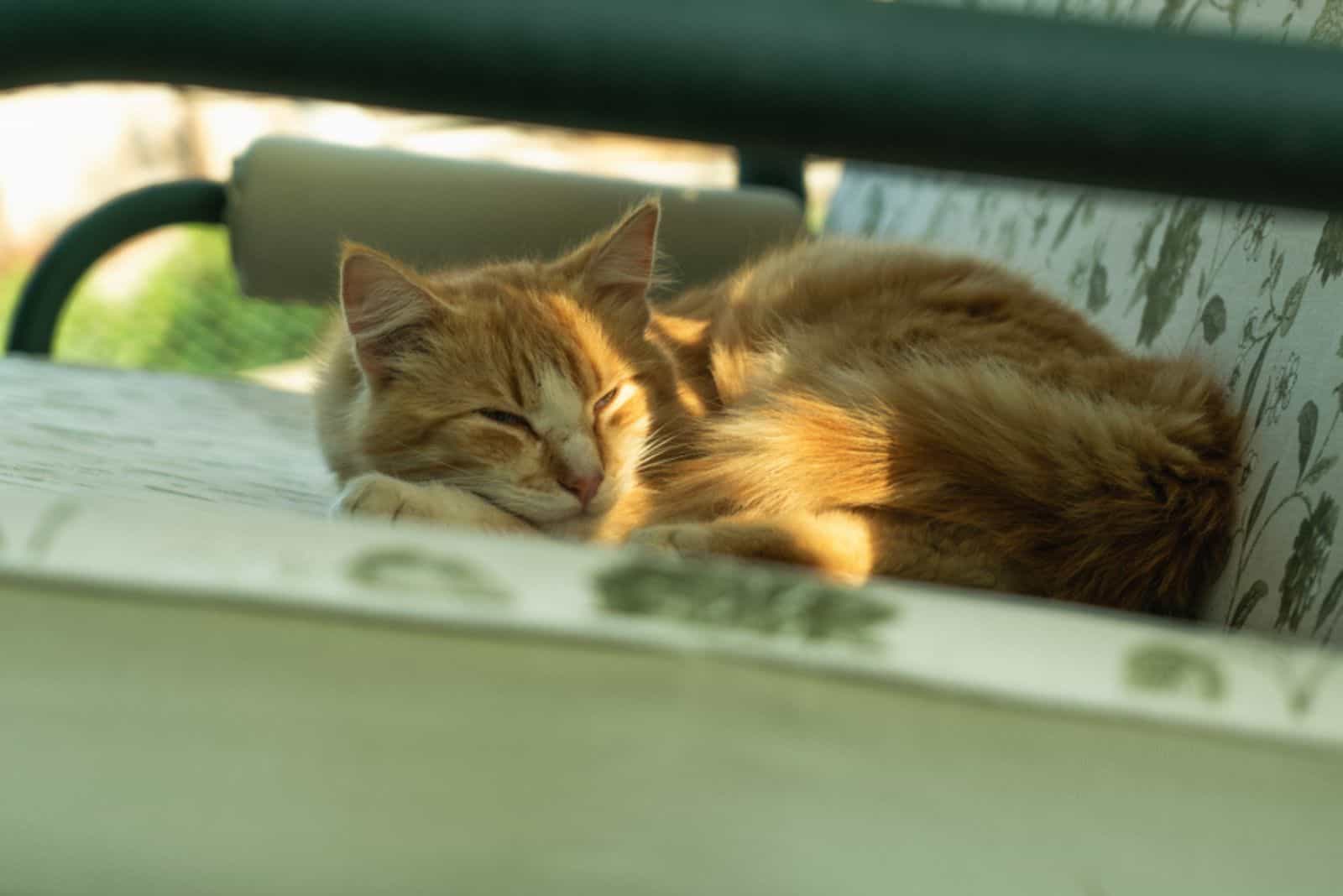 the cat sleeps with half-opened eyes