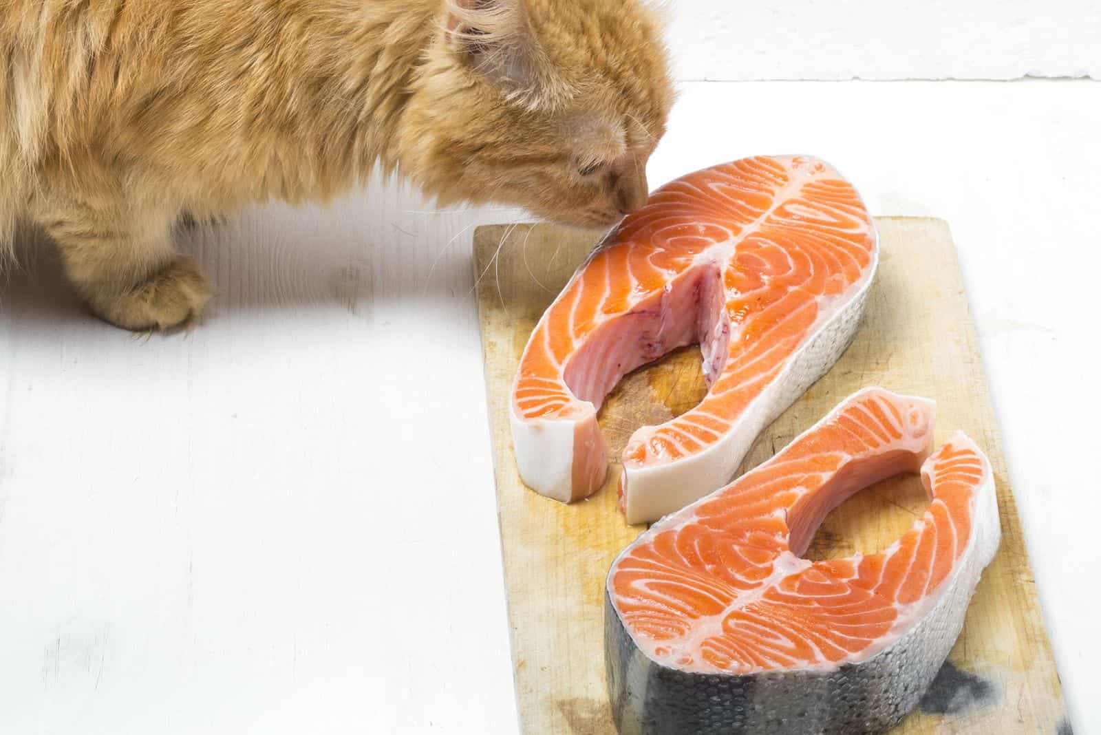 the cat sniffs the salmon