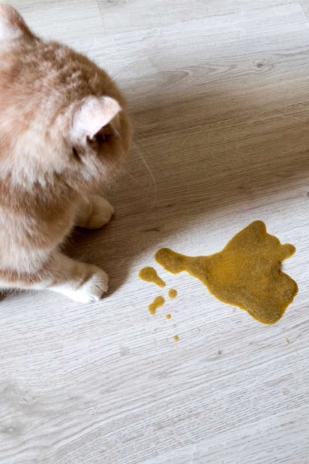 the cat vomits on the floor