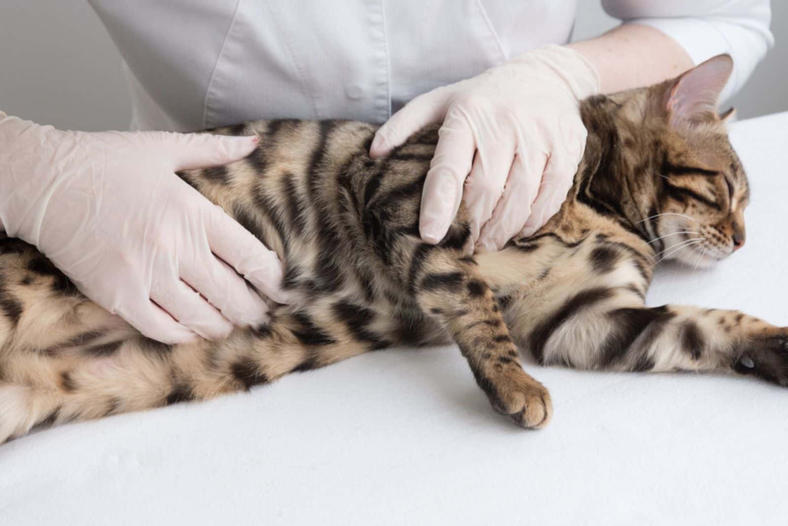 the cat's stomach is examined