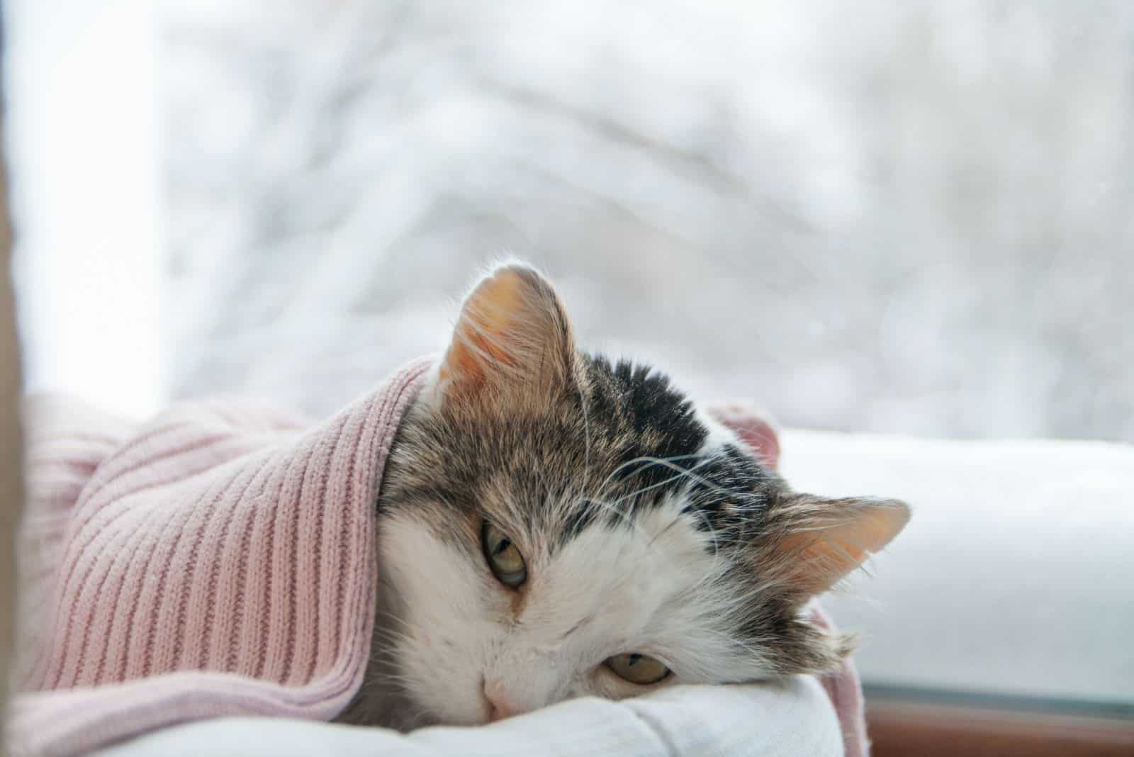 the sick cat lies covered with a blanket