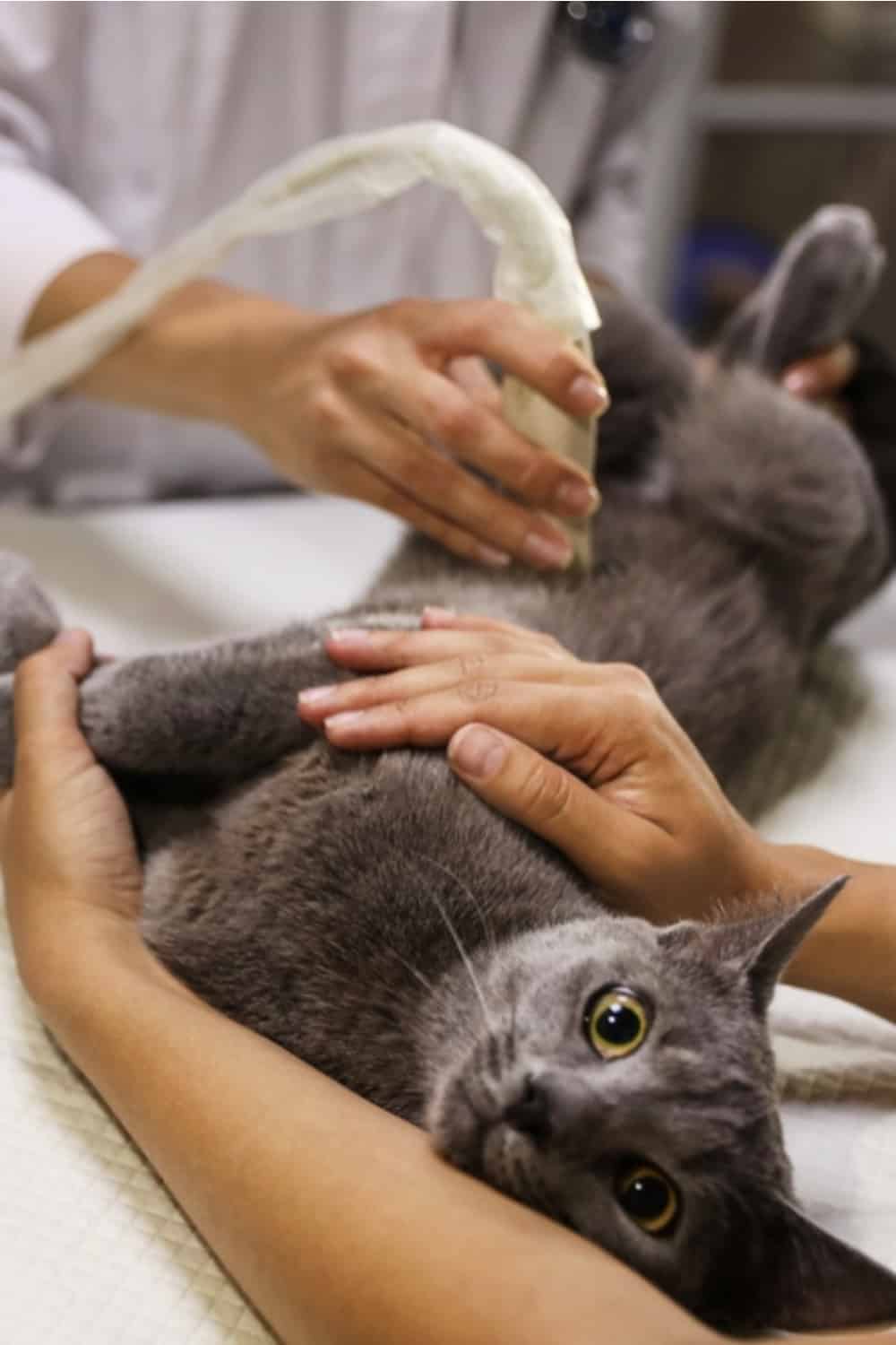 the vet does an ultrasound on the cat