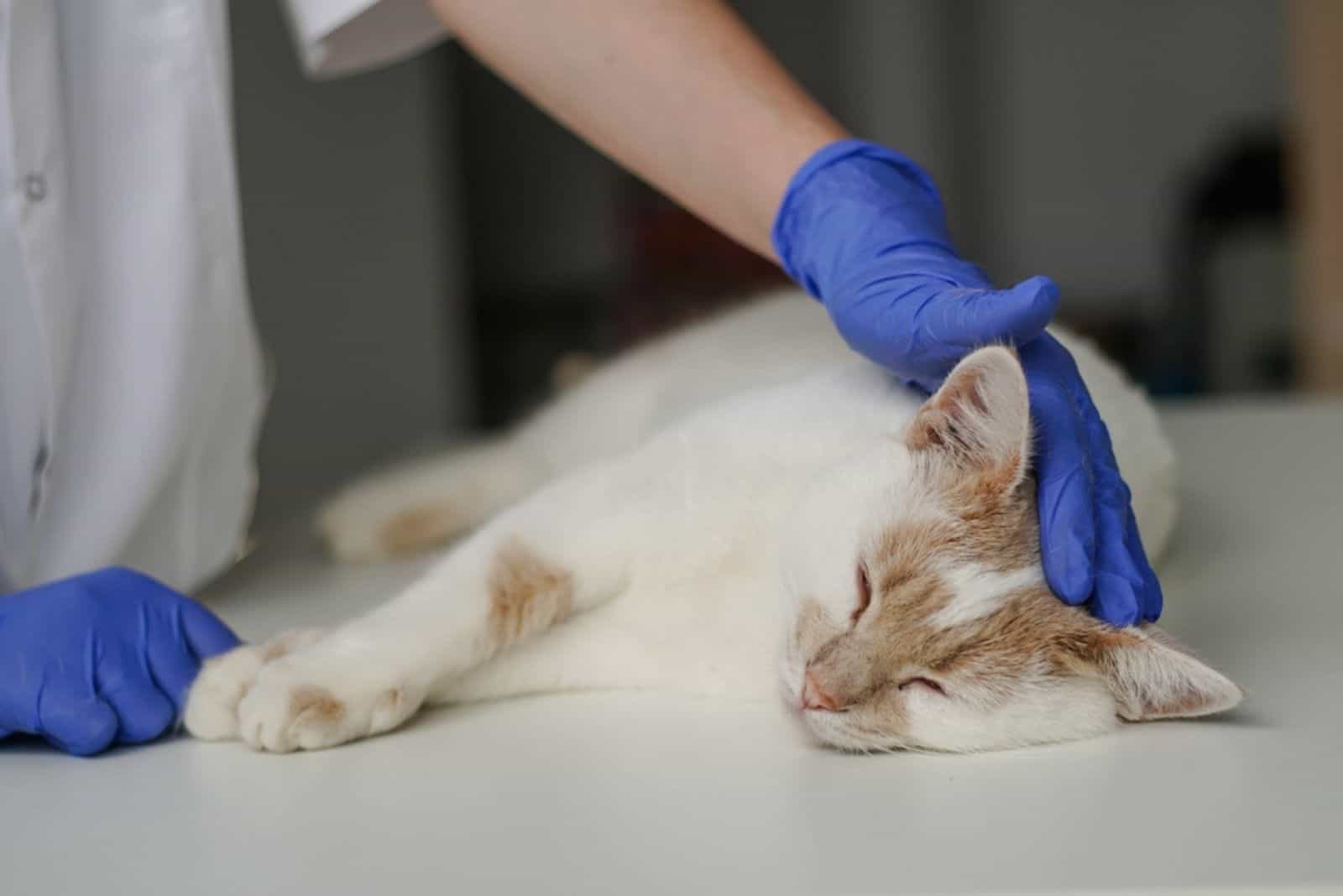 the vet examines a cat that can walk