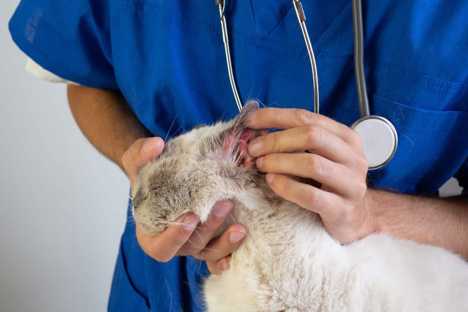 the vet examines the cat's ear