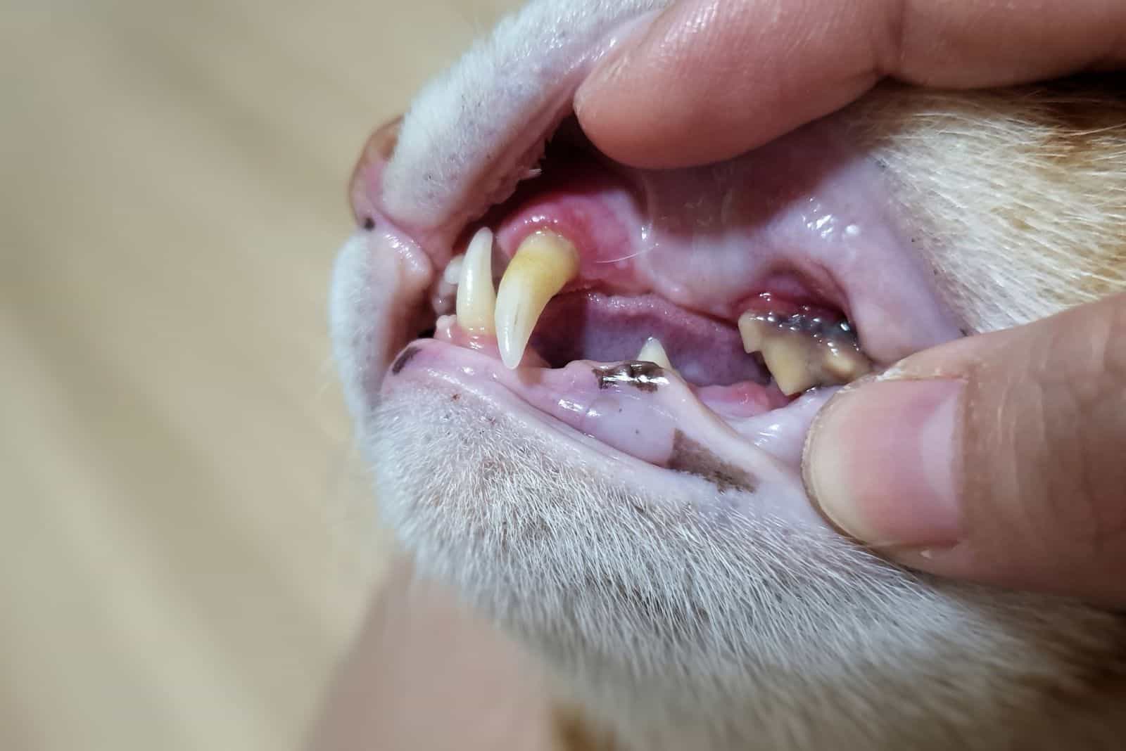 the vet examines the cat's teeth