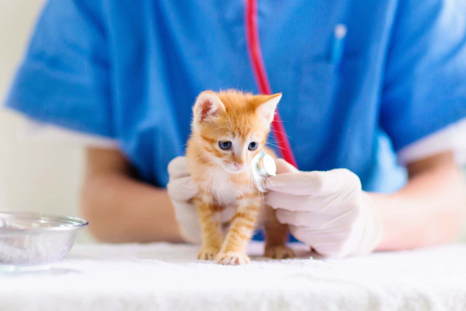 the vet examines the little kitten