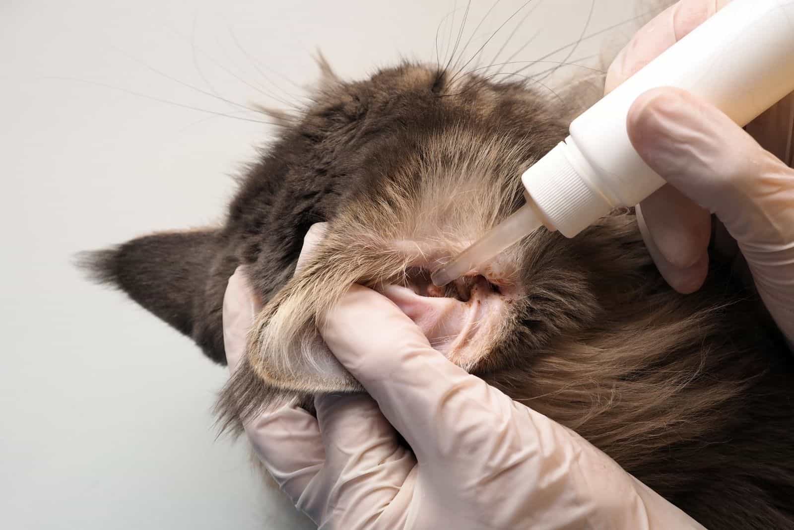 the vet puts drops in the cat's ear