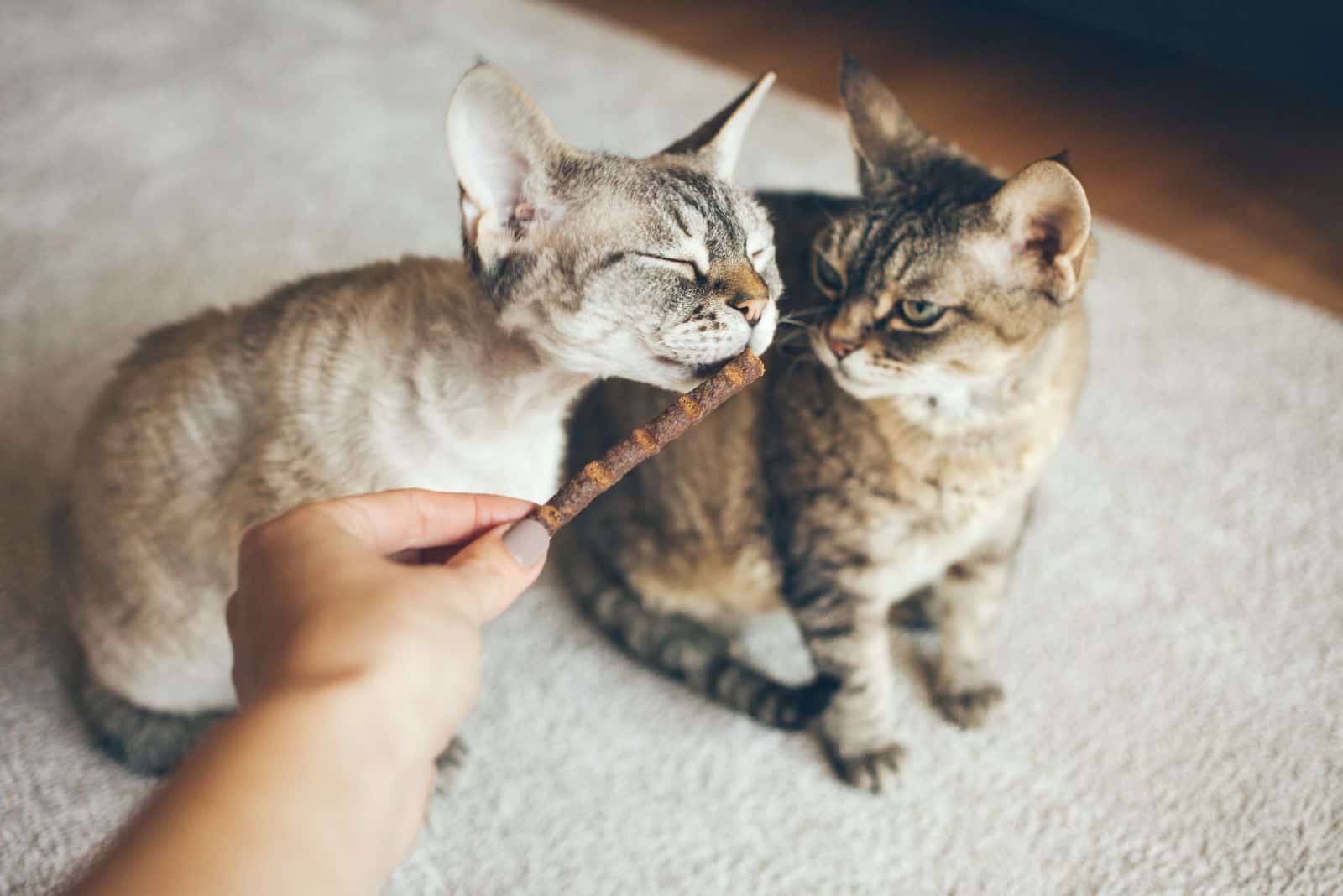 the woman rewards the cats with treats