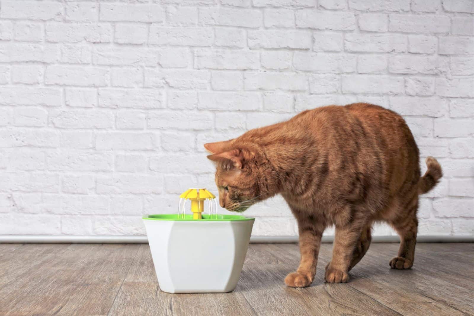 the yellow cat drinks water from the cat fountain