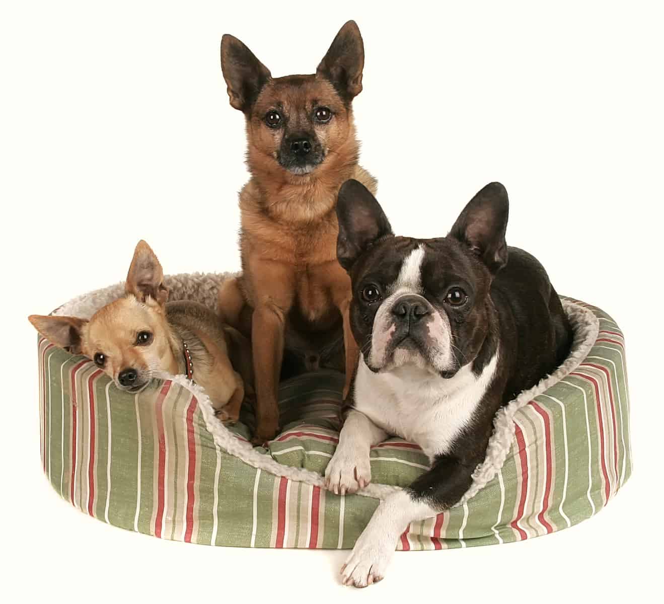 three small dogs in a bolster-type heated dog bed