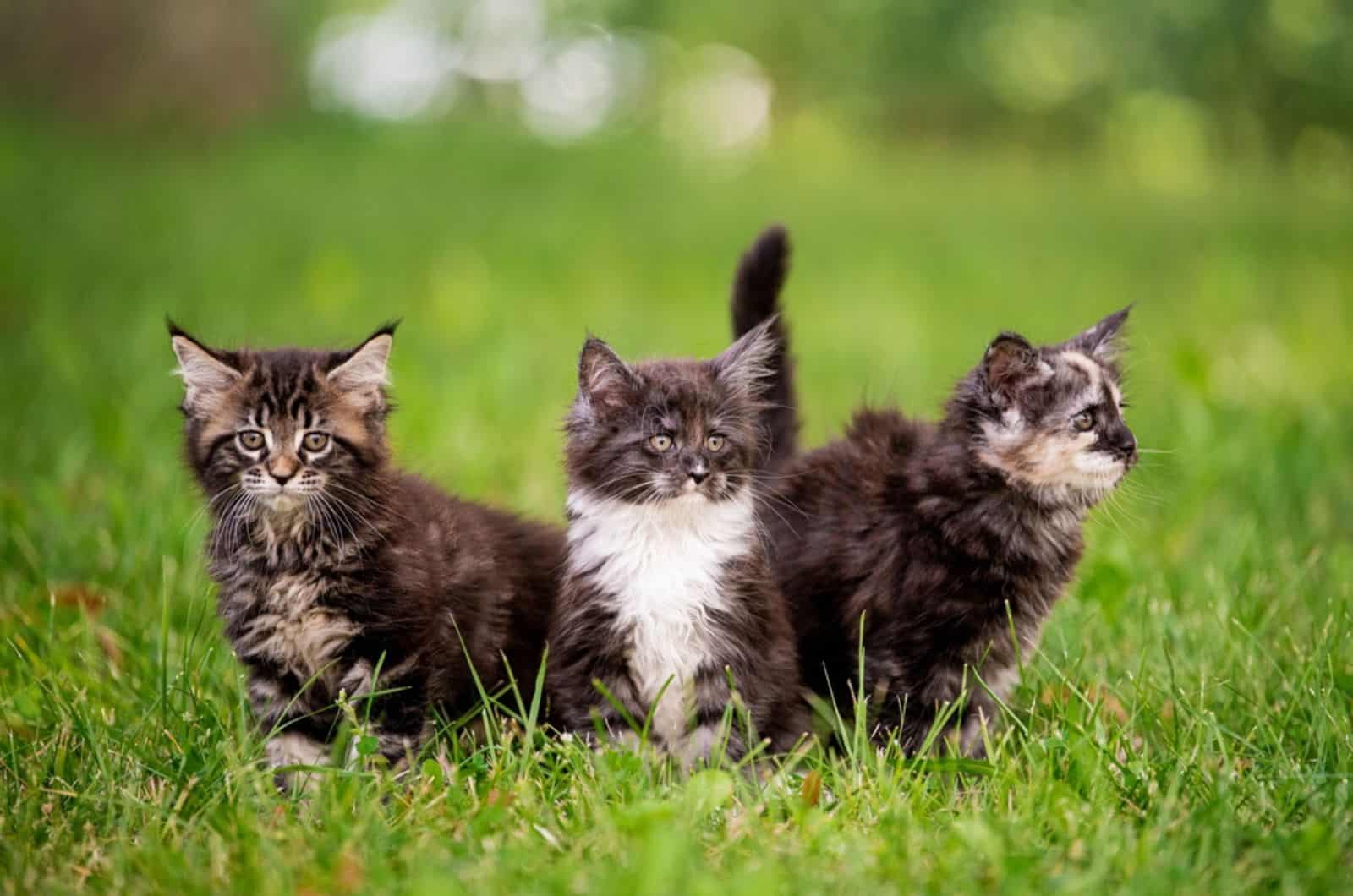  three fluffy Maine Coon kittens walks on the green grass.