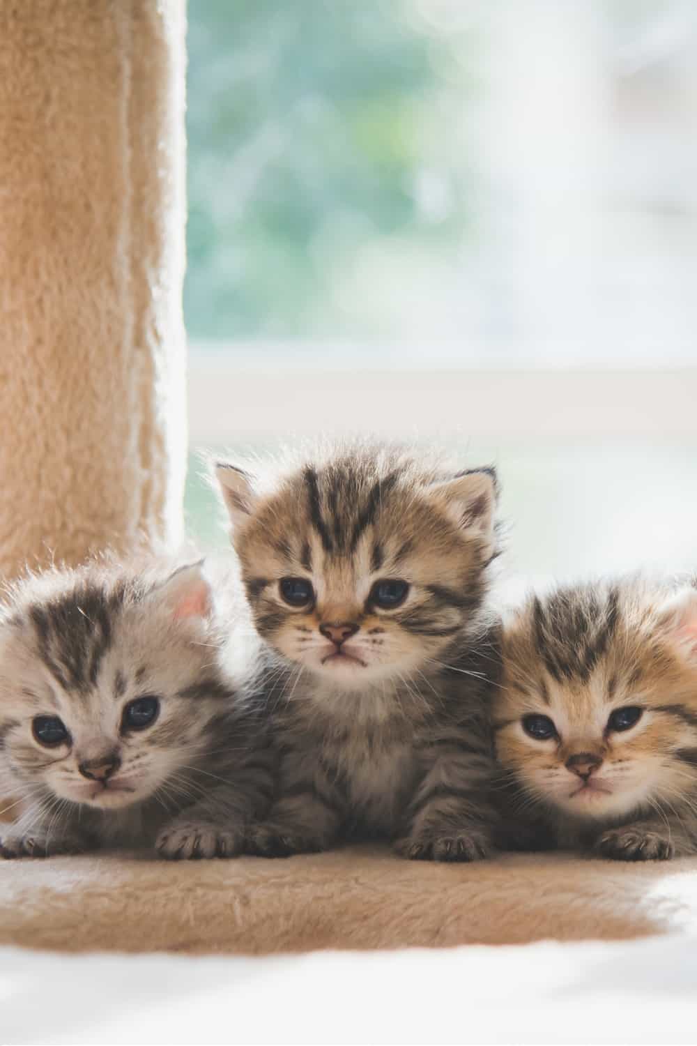 three kittens laying